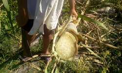 isaan_3.jpg isaan_3.jpg