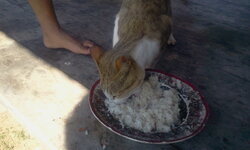 isaan_5.jpg isaan_5.jpg