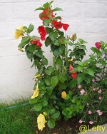 blumen_30-04-2014_1_kopie.jpg