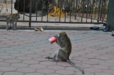 dsc_0592_686.jpg