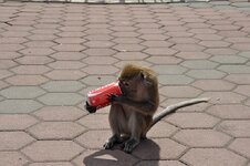 dsc_0588_683.jpg