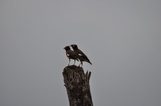 dsc_2953_1142.jpg