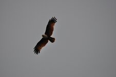 dsc_2987_1145.jpg