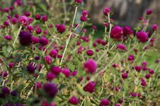 DSC01946.JPG