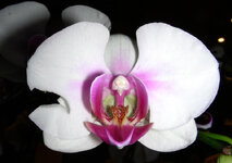 27915730vi.jpg