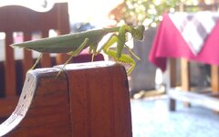 20170116_130245.a.jpg
