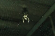 20170116_202031,a.jpg