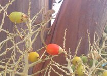 20170115_171551,a.jpg