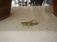 DSCN3779.JPG