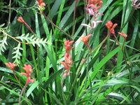 IMG_0086.JPG IMG_0086.JPG