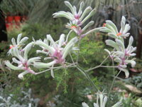 IMG_0087.JPG IMG_0087.JPG