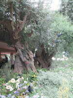 IMG_0131.JPG IMG_0131.JPG