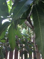 IMG_0895.JPG