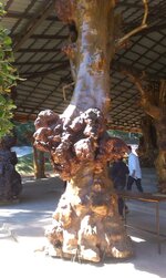 IMAG0185.jpg IMAG0185.jpg