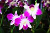 k-k-orchideen_1_279710.jpg