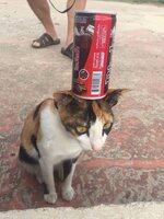 16473482_10208287676213925_2866218235780766782_n.jpeg 16473482_10208287676213925_2866218235780766782_n.jpeg