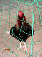 29260204px.jpg