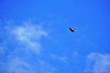 DSC01941.JPG