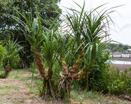 Satahip-0020.jpg