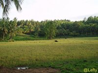 siargao_land_2.jpg