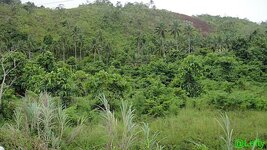 ansichten_siargao_6.jpg ansichten_siargao_6.jpg