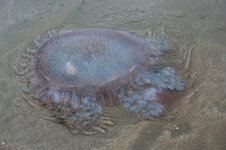 30040820ri.jpg 30040820ri.jpg