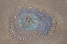 30040818il.jpg 30040818il.jpg