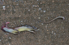 30043926zy.jpg 30043926zy.jpg