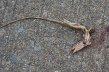 30044664ja.jpg 30044664ja.jpg