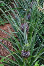 30043945ns.jpg 30043945ns.jpg