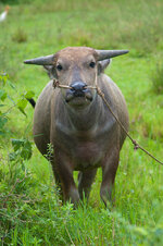 30043943tu.jpg 30043943tu.jpg