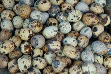 30043963at.jpg 30043963at.jpg