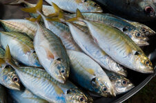 30043956dh.jpg 30043956dh.jpg