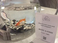 rent-a-fish.jpg