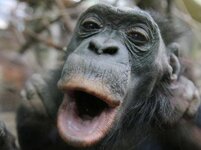 1210605475-bonobo-affe-schimpanse-R09.jpg