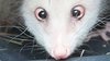 Opossum-Heidi-hat-sein-neues-656x240.jpg