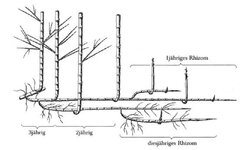 Bambus-Wurzeln-3.jpg