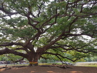 10 Gigant Rain Tree.jpg