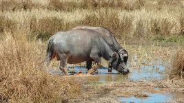 SAM_3247.jpg SAM_3247.jpg