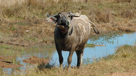 SAM_3246.jpg SAM_3246.jpg