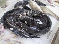 de31biy5z5u7b3vet.jpg de31biy5z5u7b3vet.jpg