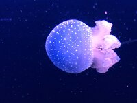 de64zdkthjaz2wmo5.jpg de64zdkthjaz2wmo5.jpg