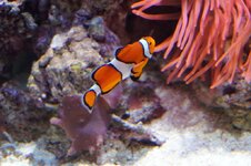 de65zqgwnbd15w7ut.jpg de65zqgwnbd15w7ut.jpg