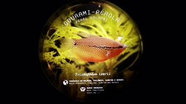 de667yo55gdemm091.jpg de667yo55gdemm091.jpg