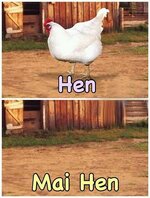 henkl.jpg