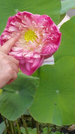 Blumen von Thailand 001.jpg