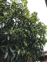 96E11609-90FF-42DF-A51A-E409954D1DC4.jpeg