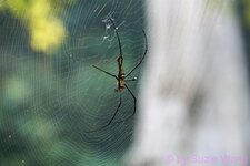 DSC05619.JPG