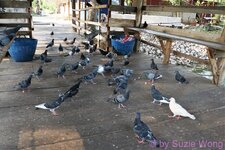 DSC08351.JPG