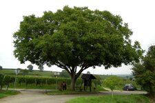 walnuss-juglans-ccby-erich-ferdinand.jpg walnuss-juglans-ccby-erich-ferdinand.jpg
